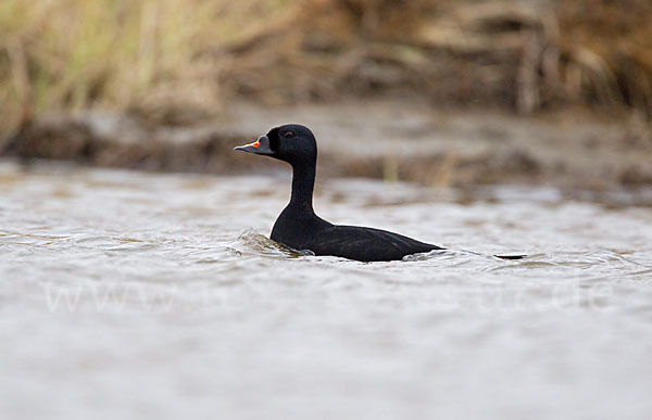 Trauerente (Melanitta nigra)