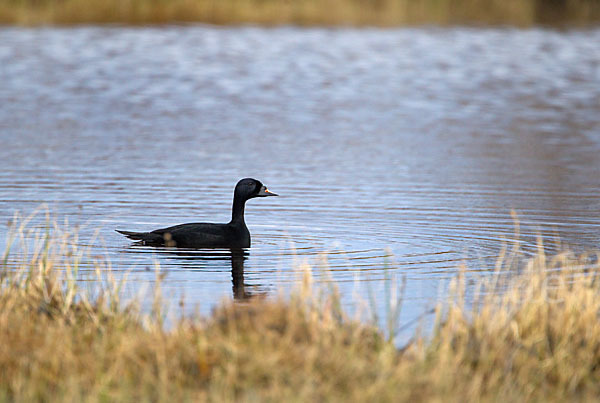 Trauerente (Melanitta nigra)