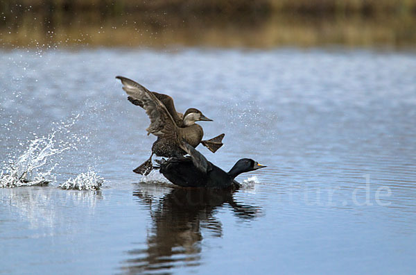 Trauerente (Melanitta nigra)