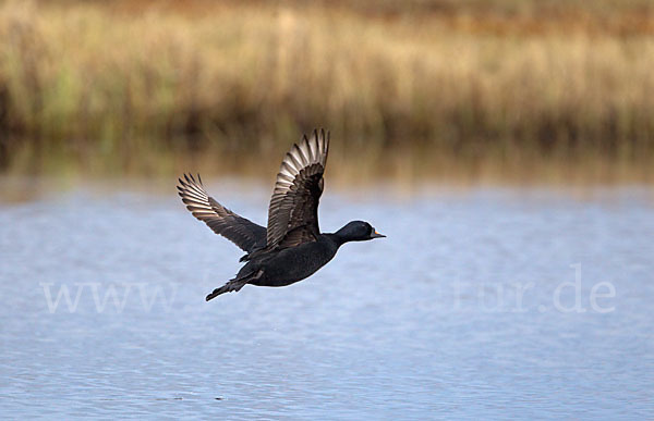 Trauerente (Melanitta nigra)