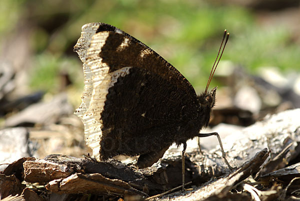 Trauermantel (Nymphalis antiopa)