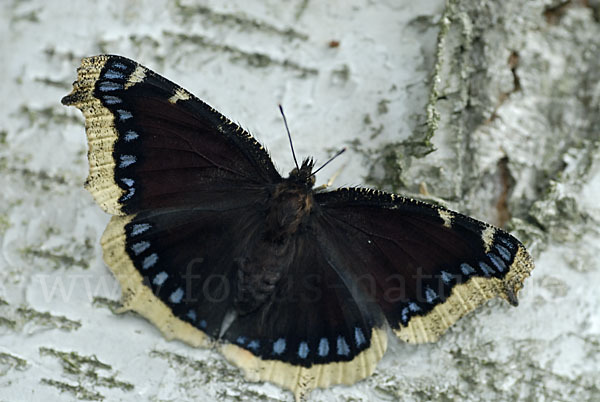 Trauermantel (Nymphalis antiopa)