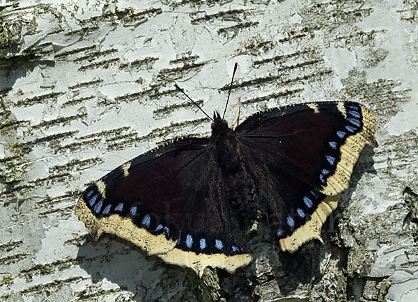 Trauermantel (Nymphalis antiopa)