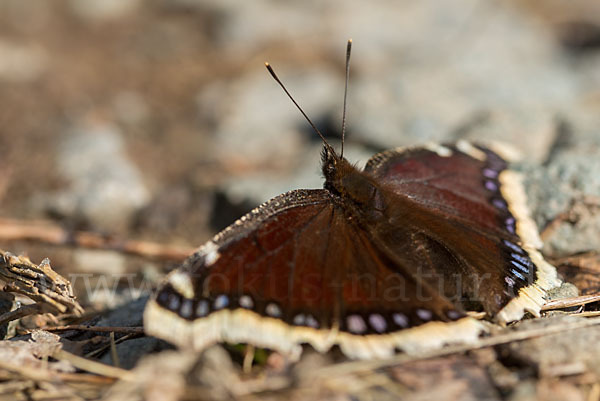 Trauermantel (Nymphalis antiopa)