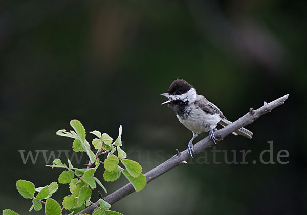 Trauermeise (Parus lugubris)