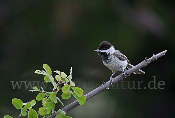 Trauermeise (Parus lugubris)