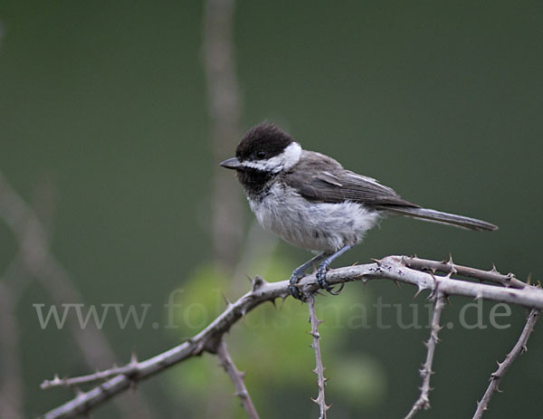 Trauermeise (Parus lugubris)