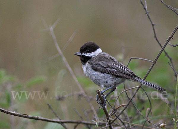 Trauermeise (Parus lugubris)