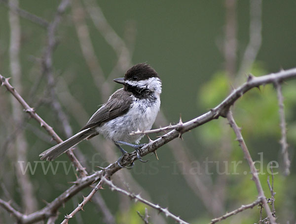 Trauermeise (Parus lugubris)