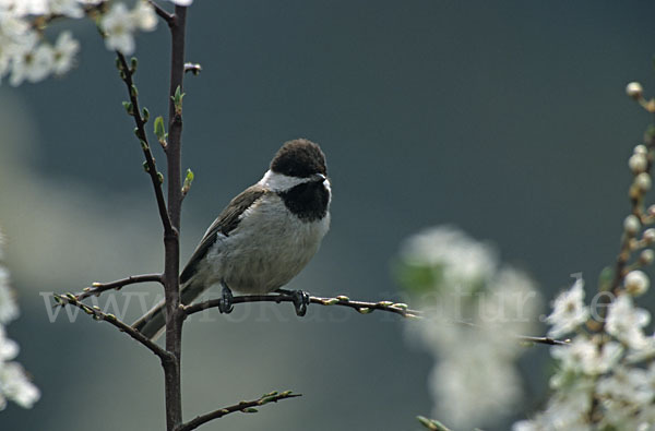 Trauermeise (Parus lugubris)