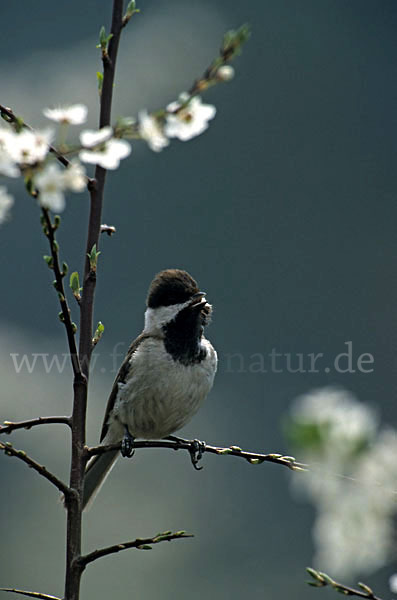 Trauermeise (Parus lugubris)