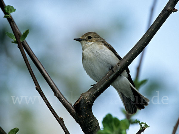 Trauerschnäpper (Ficedula hypoleuca)