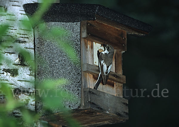 Trauerschnäpper (Ficedula hypoleuca)