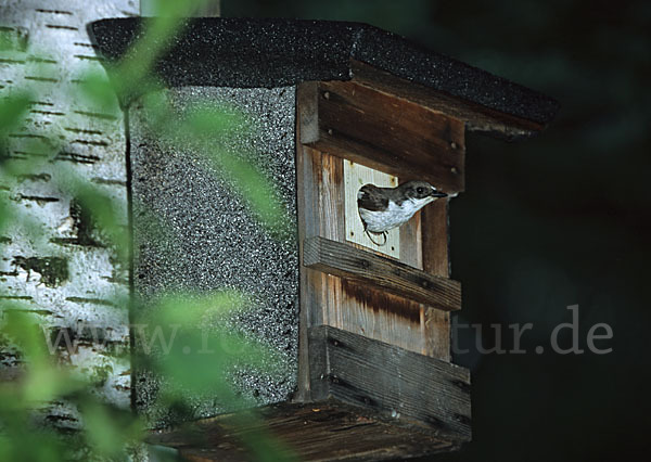 Trauerschnäpper (Ficedula hypoleuca)