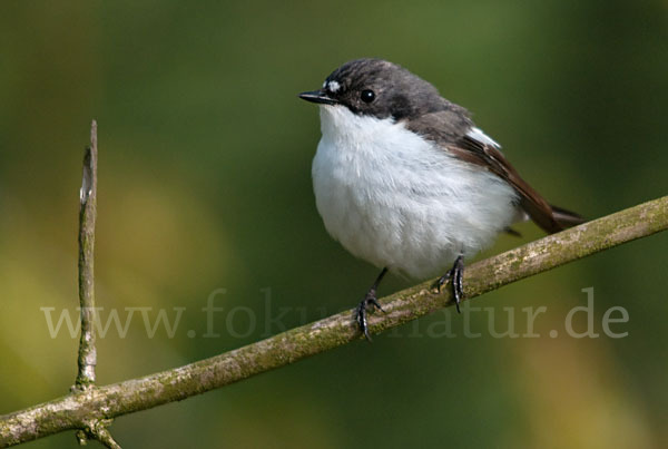 Trauerschnäpper (Ficedula hypoleuca)