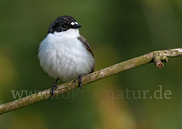 Trauerschnäpper (Ficedula hypoleuca)