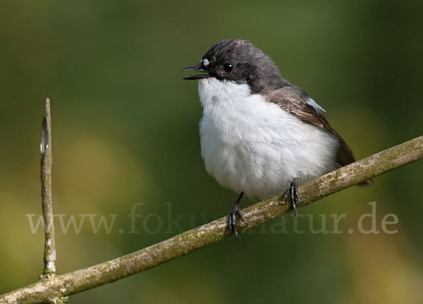 Trauerschnäpper (Ficedula hypoleuca)