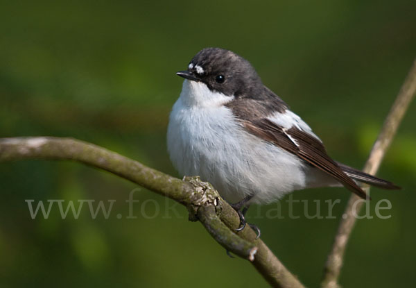 Trauerschnäpper (Ficedula hypoleuca)