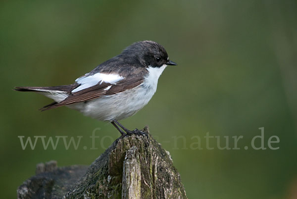 Trauerschnäpper (Ficedula hypoleuca)