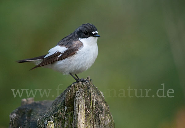 Trauerschnäpper (Ficedula hypoleuca)