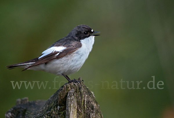 Trauerschnäpper (Ficedula hypoleuca)