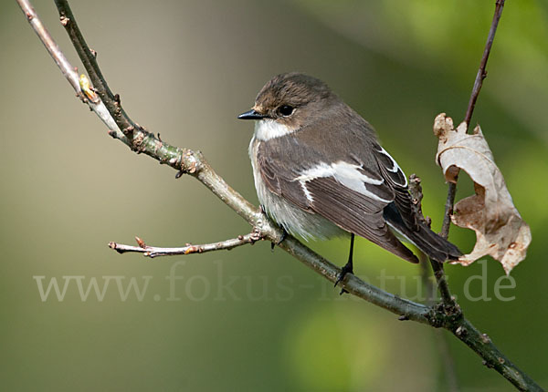 Trauerschnäpper (Ficedula hypoleuca)