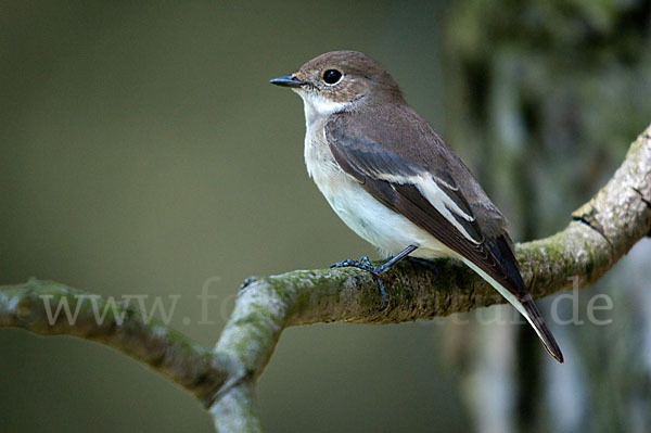 Trauerschnäpper (Ficedula hypoleuca)