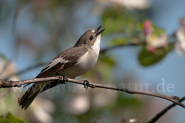 Trauerschnäpper (Ficedula hypoleuca)