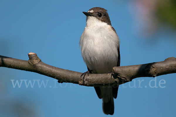 Trauerschnäpper (Ficedula hypoleuca)