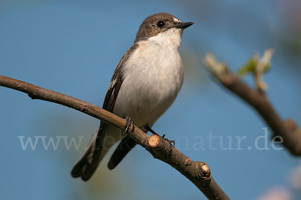 Trauerschnäpper (Ficedula hypoleuca)