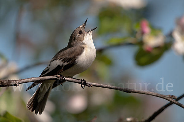 Trauerschnäpper (Ficedula hypoleuca)