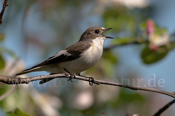 Trauerschnäpper (Ficedula hypoleuca)