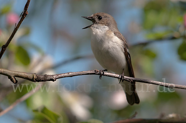 Trauerschnäpper (Ficedula hypoleuca)