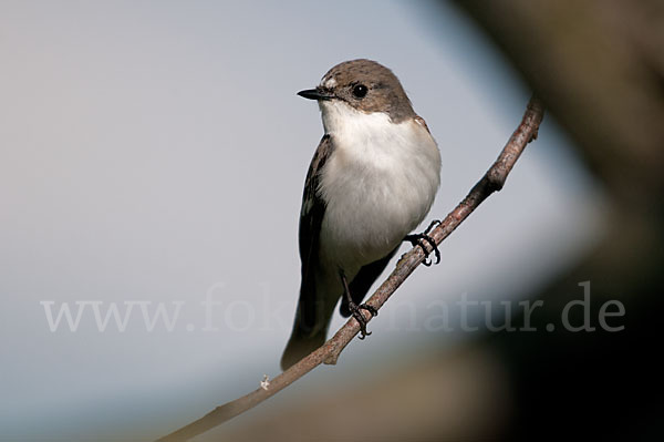 Trauerschnäpper (Ficedula hypoleuca)