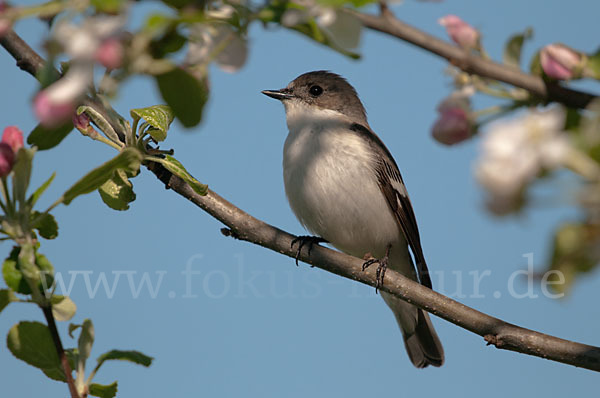 Trauerschnäpper (Ficedula hypoleuca)