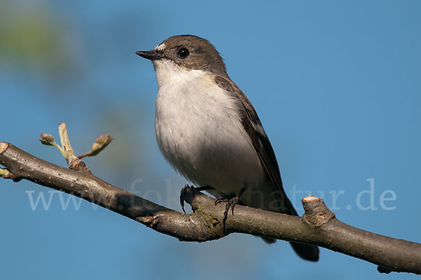 Trauerschnäpper (Ficedula hypoleuca)