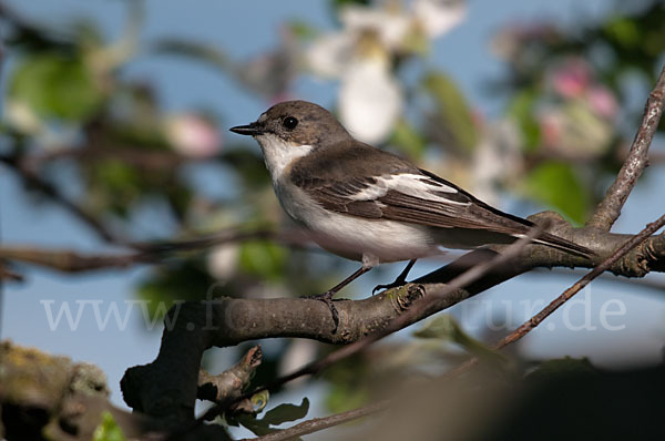 Trauerschnäpper (Ficedula hypoleuca)