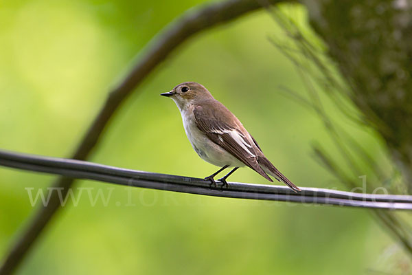 Trauerschnäpper (Ficedula hypoleuca)