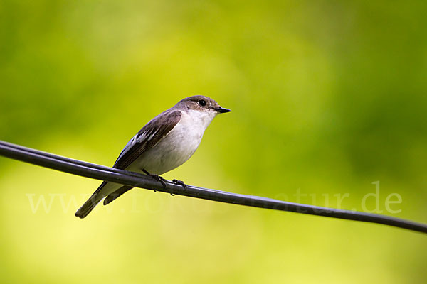 Trauerschnäpper (Ficedula hypoleuca)