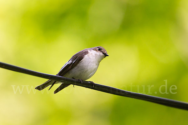 Trauerschnäpper (Ficedula hypoleuca)