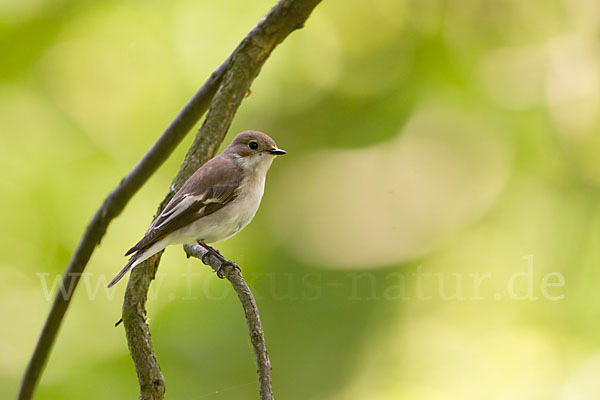 Trauerschnäpper (Ficedula hypoleuca)