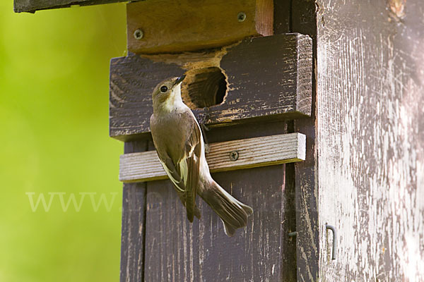 Trauerschnäpper (Ficedula hypoleuca)