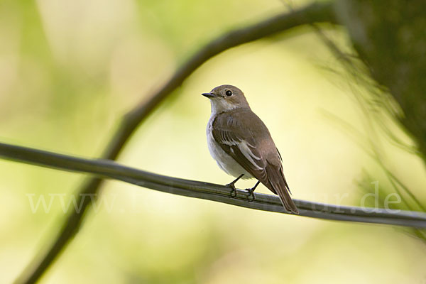 Trauerschnäpper (Ficedula hypoleuca)