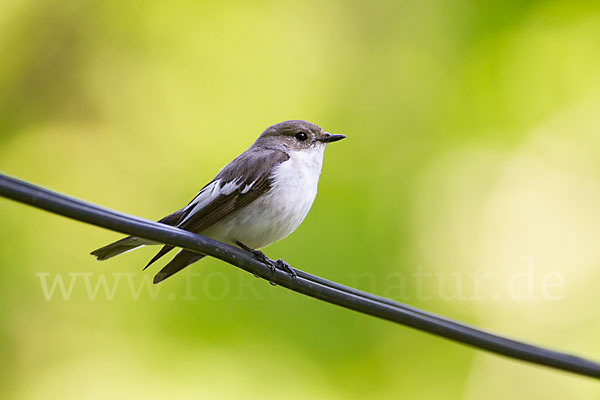 Trauerschnäpper (Ficedula hypoleuca)