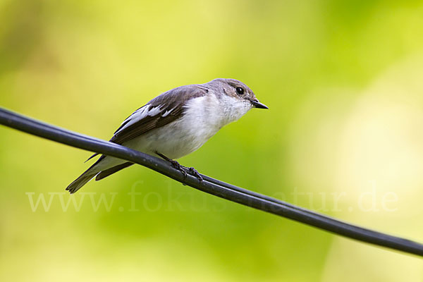 Trauerschnäpper (Ficedula hypoleuca)