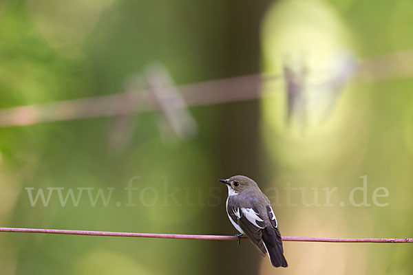 Trauerschnäpper (Ficedula hypoleuca)