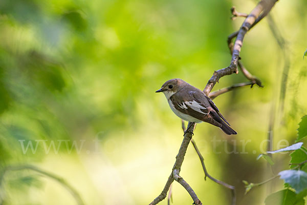 Trauerschnäpper (Ficedula hypoleuca)