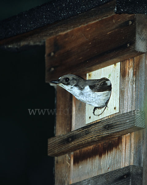 Trauerschnäpper (Ficedula hypoleuca)