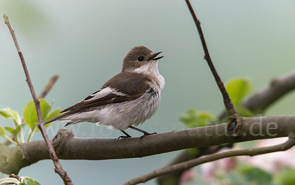 Trauerschnäpper (Ficedula hypoleuca)