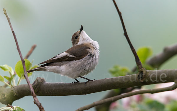 Trauerschnäpper (Ficedula hypoleuca)